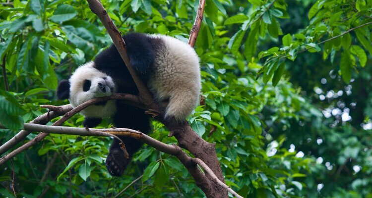 Panda is climbing the tree
