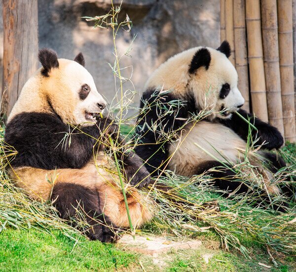 Sapori della Cina: Tour Privato di 14 Giorni