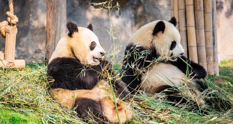 Los pandas del Zoológico de Shanghái