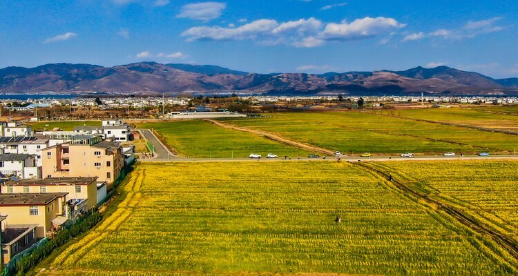 Rape Flower Fields in Xizhou