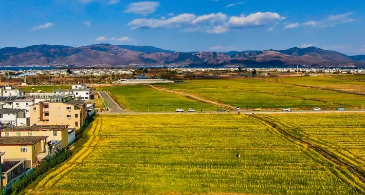 Rape Flower Fields in Xizhou