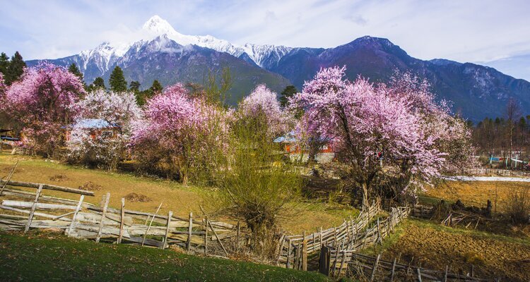 Peach blossoms in Nyingchi