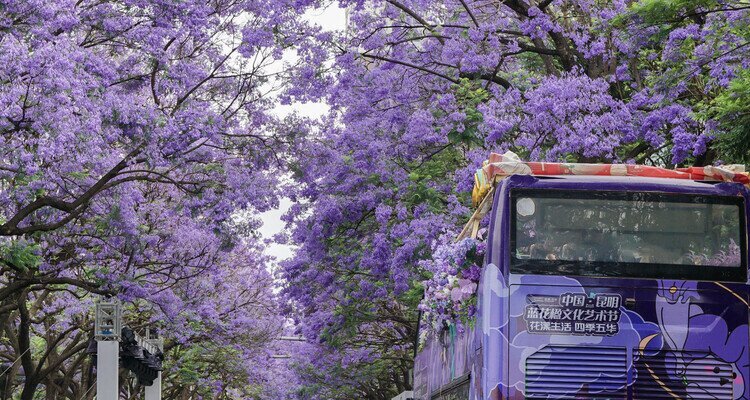 Jacaranda mimosifolia in Kunming