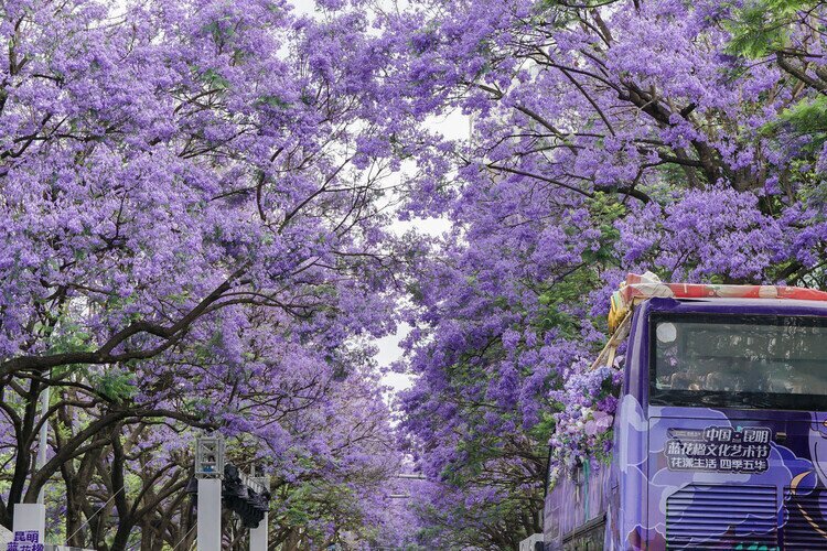 Весна в Кунмине