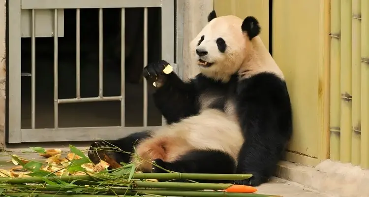 Panda's food