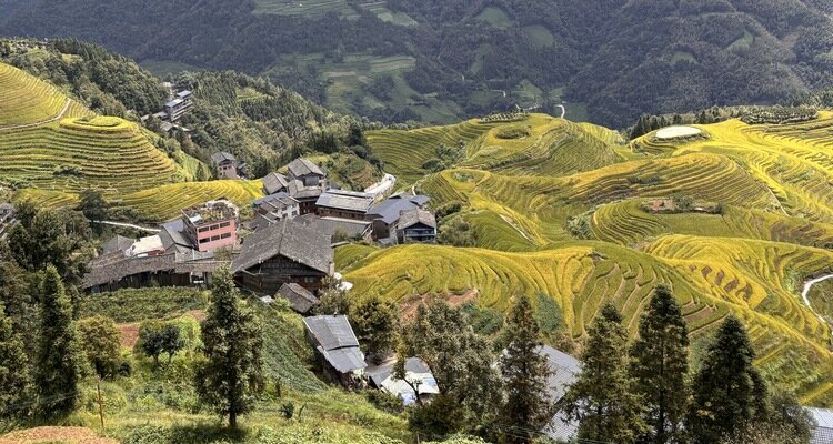 Guilin, Golden Longji Rice Terraces in Autumn Season, China