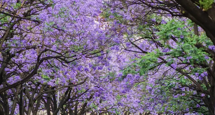 Jacaranda trees on Jiaochang Middle Road