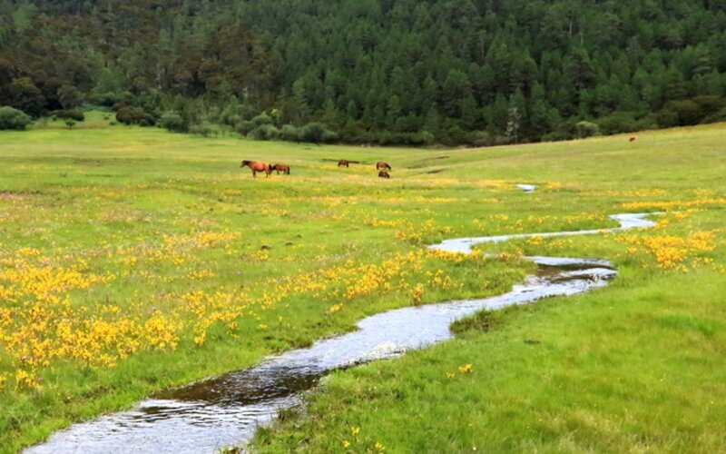 Yunnan Weather in August 2025 (What to Wear and Top Places to Go)