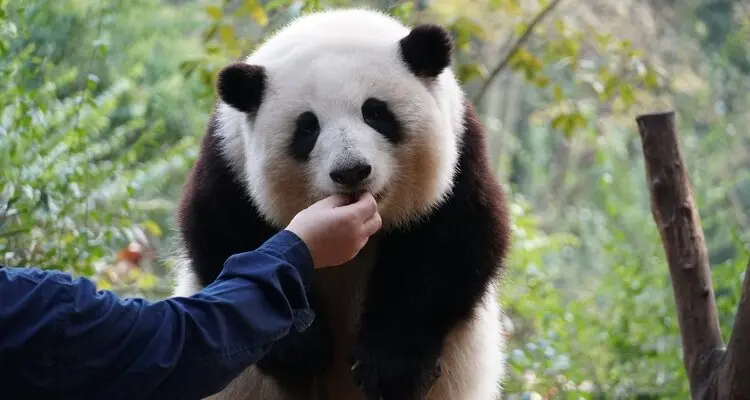 Chengdu Panda Breeding and Research Center