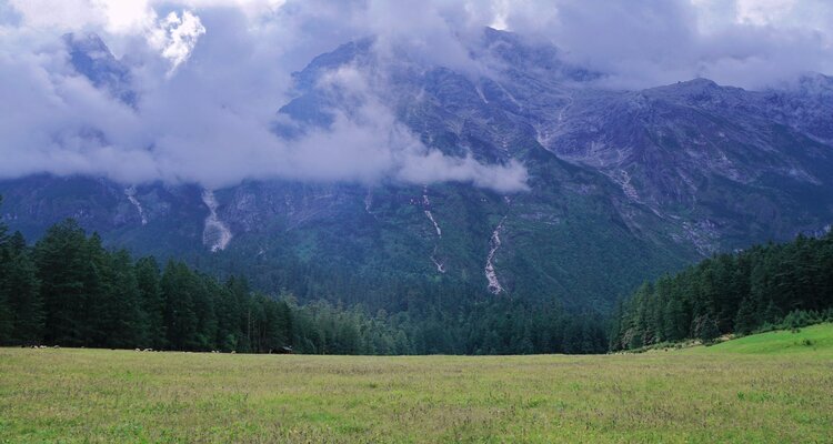 Spruce Meadow on Jade Dragon Snow Mountain