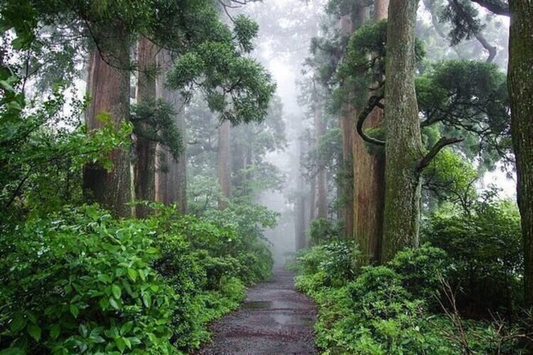 the Old Tokaido Road