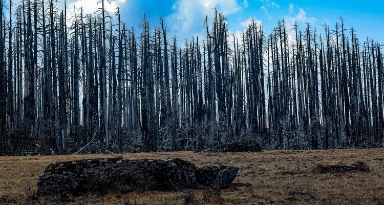 a lama with red cloth