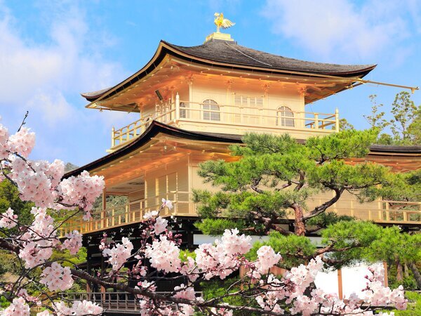 Kinkaku-ji cherry blossoms