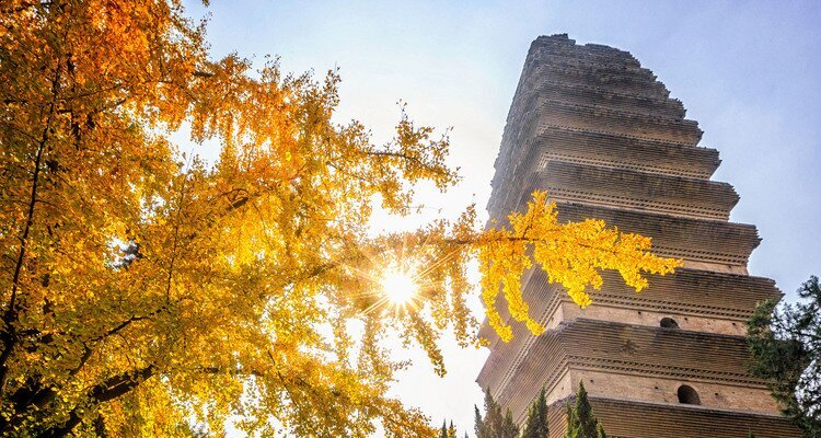 La Petite Pagode de l'oie sauvage
