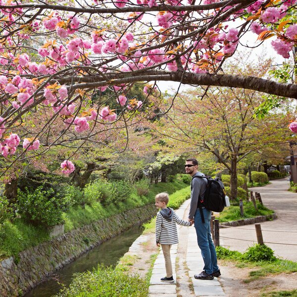 Kirschbluetereise in Japan