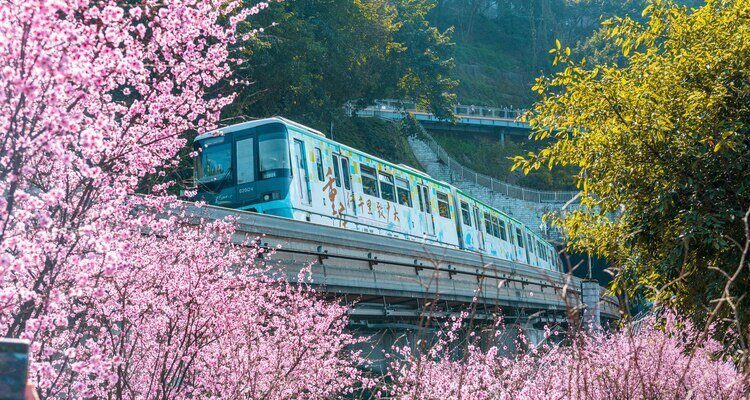 Light rail gliding through cherry blossoms