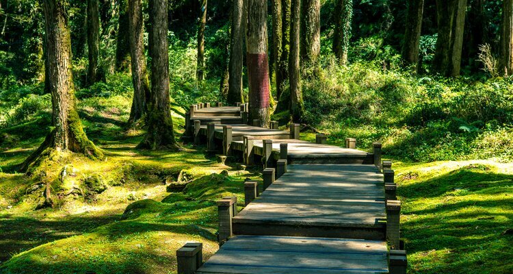 Walkway in the woods in alishan