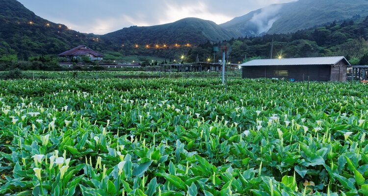 Yangmingshan, Calla Lilies