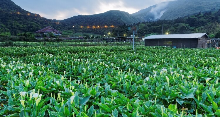 Yangmingshan, Calla Lilies