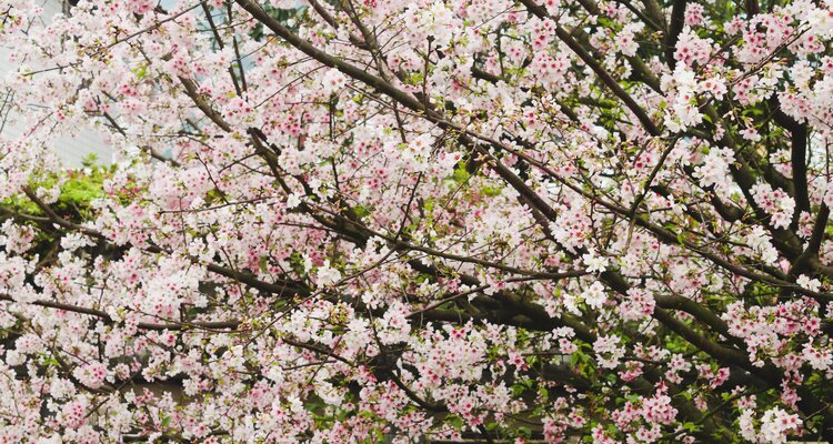 Cherry blossom, Sakura