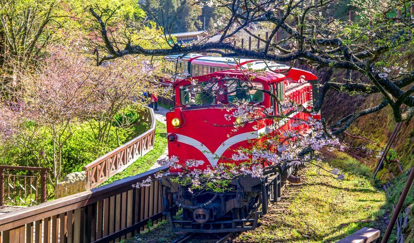 сакура в китае