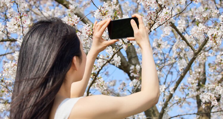 Spring, Cherry blossoms, taking photo