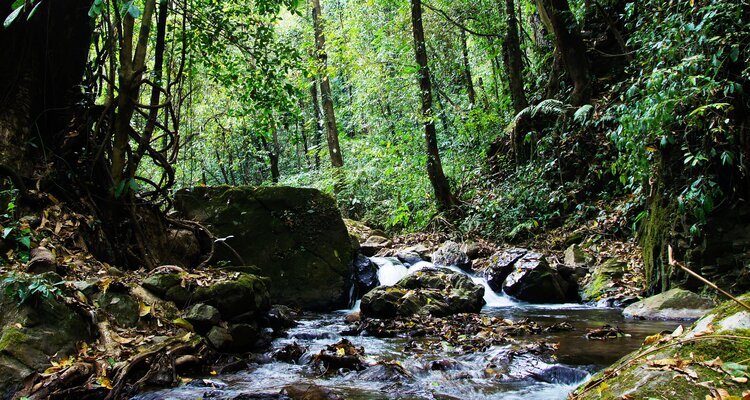 rainforests in Tengchong