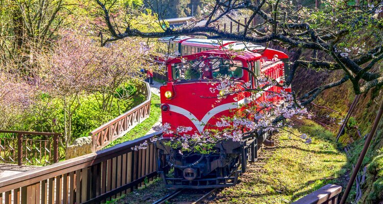 Alishan, Cherry Blossoms, Railway, Spring