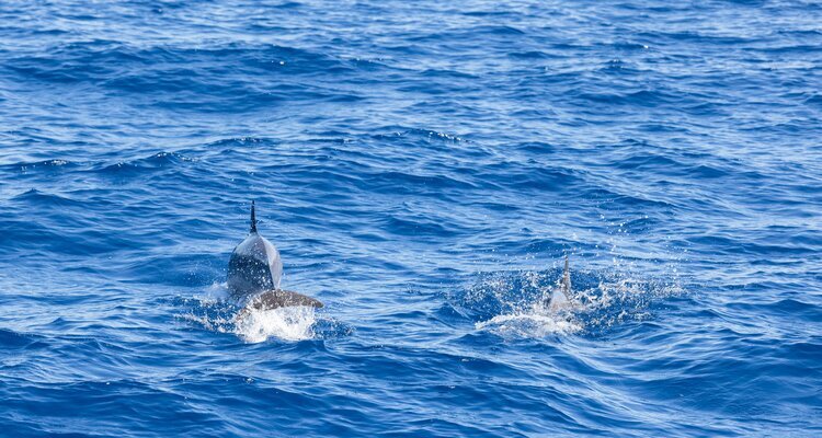 Dolphins jump out of the sea in Hualien