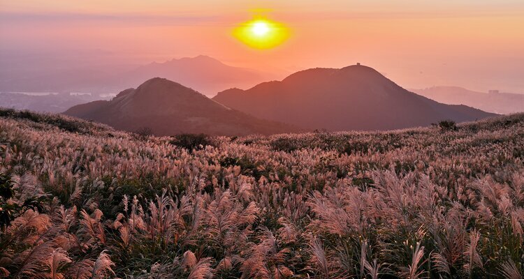 Silvergrass in sunset at Yangmingshan National Park