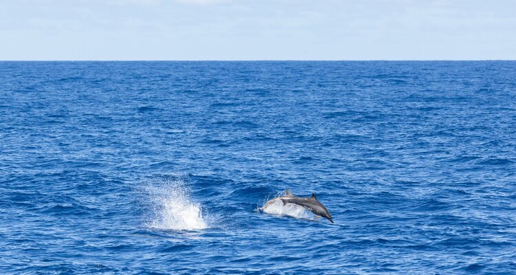 Dolphins jump out of the sea in Hualien