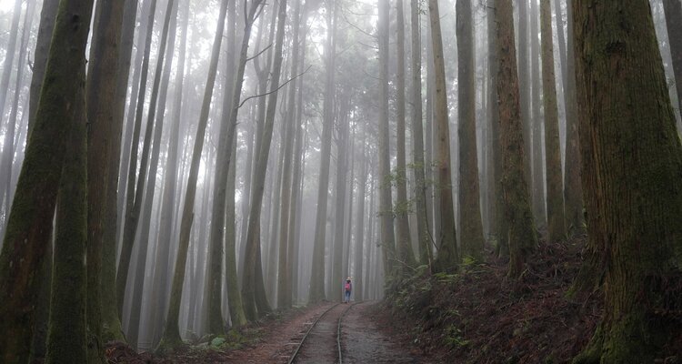 Walking through the foggy Alishan forest