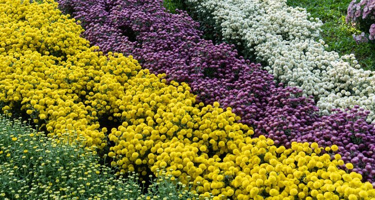 white, purple and yellow chrysanthemums in the Chrysanthemum Show at Shilin Official Residence