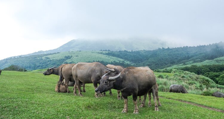 Water buffalo at Qingtiangang Grassland