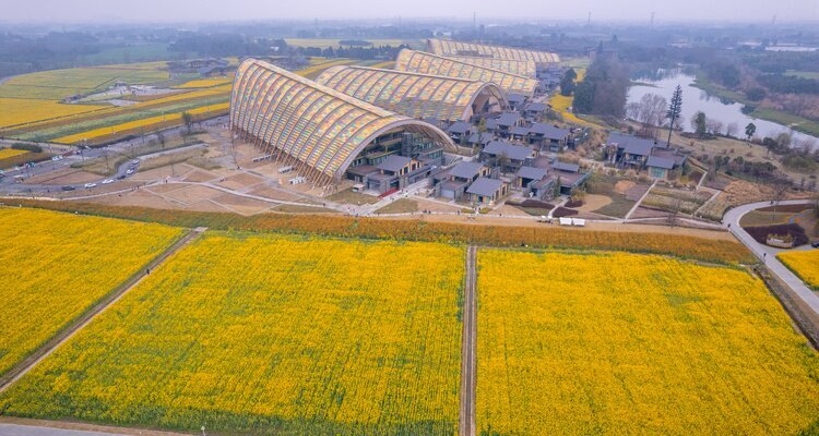 Canola flower in Chengdu Tianfu Agricultural Expo Park
