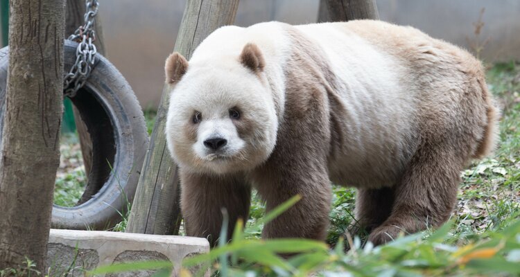 Brauner Panda