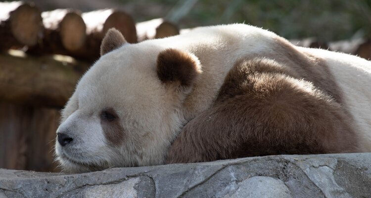 Panda Qizai is sleeping