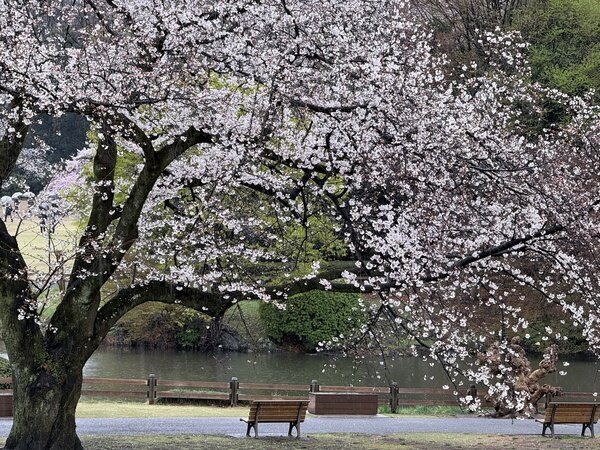 Shinjuku Gyoen National Garden, Cherry blossoms