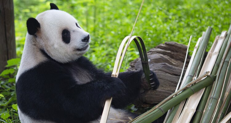 panda eating bamboos