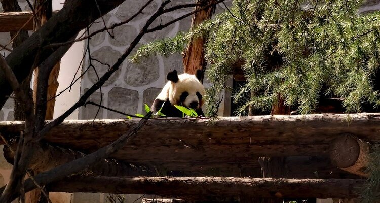 Giant Panda