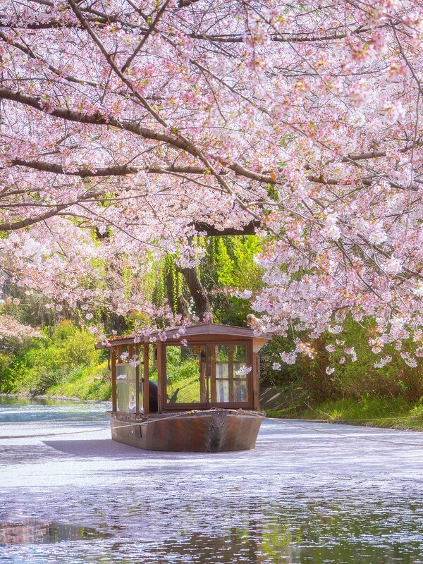 Fushimi Jikkokubune Cherry Blossom Cruise