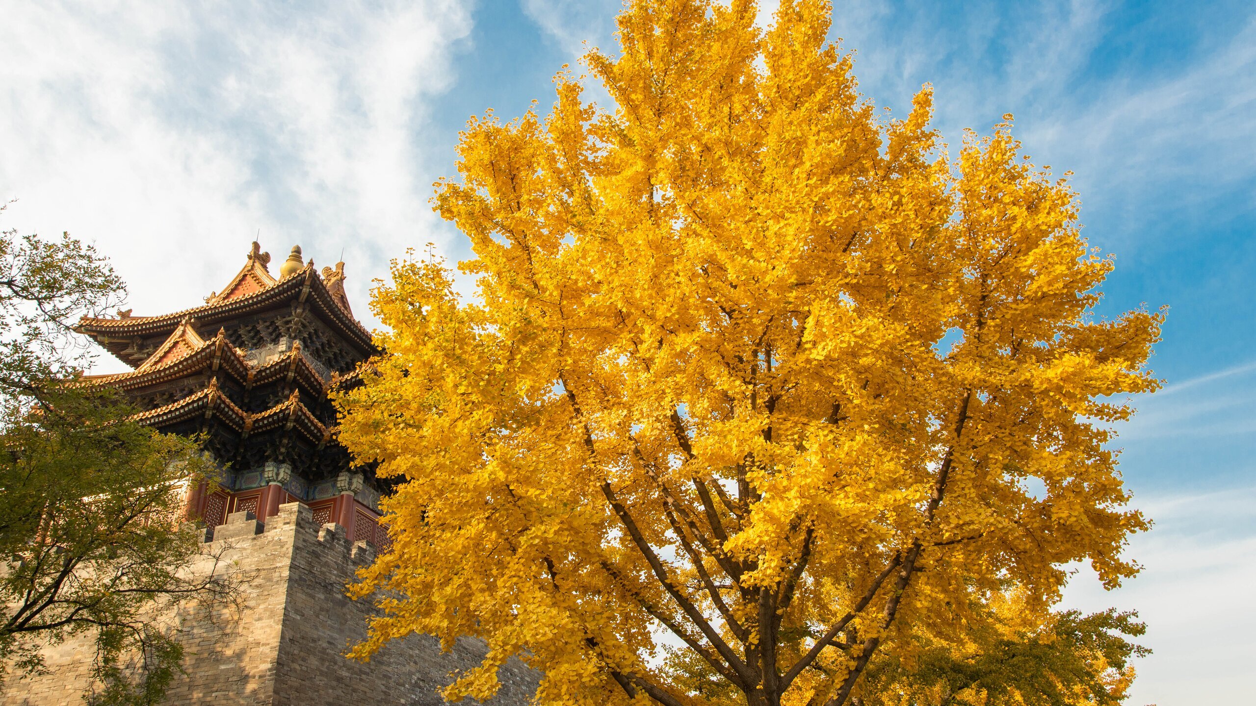 Goldene Ginkgobäume in der Verbotenen Stadt