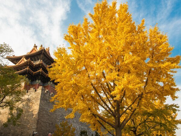 Los ginkgos de Pekín en otoño