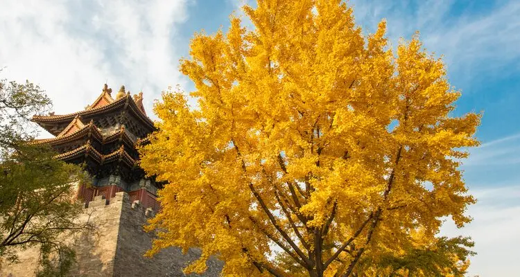 Forbidden City, autumn, ginkgo
