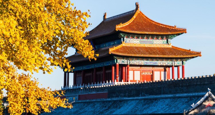 Golden ginkgo in the Forbidden City
