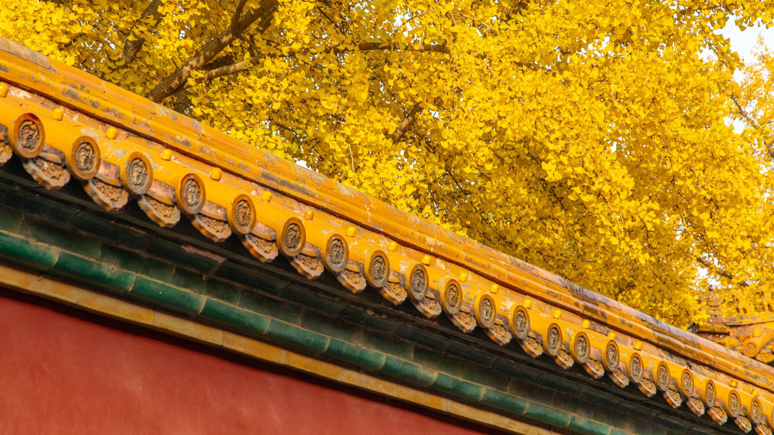 Ginkgo, rote Wände und gelbe Fliesen
