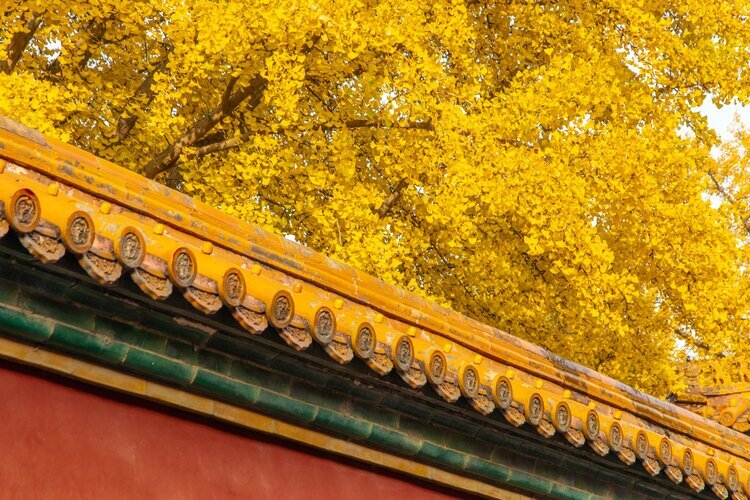 Ginkgo, red walls and yellow tiles