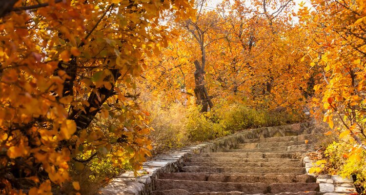 Red leaves in Fragrant Hill