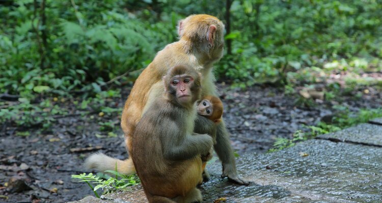 Zhangjiajie National Forest Park, Golden Whip Stream