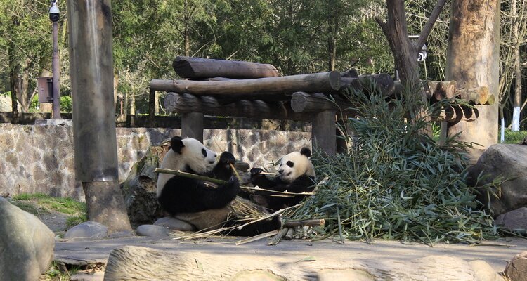 Vea pandas en la Base de Pandas de Dujiangyan.